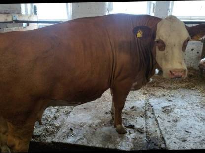 Bild 2:Mutterkühe mit Kalb zu verkaufen