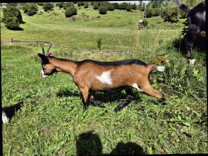 Bild 4:Tauernschecken Ziegenkitz