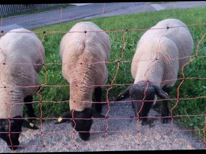 Bild 8:3 Suffolk Jungwidder