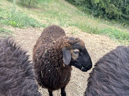 Junges männliches Lamm