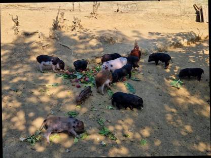 Bild 4:Micro- und Mini-Schweine