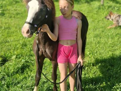 Bild 7:Welsh A Jährlingshengst