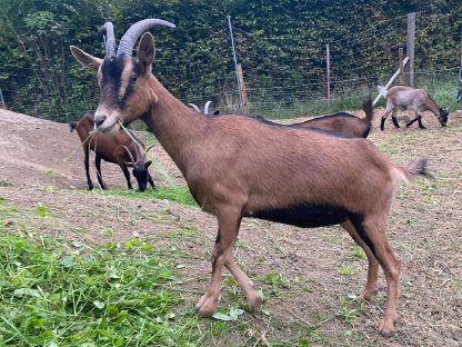 Bild 5:1-jährige weibliche Ziegen