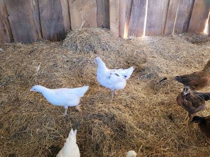 Bild 4:Junge Legehühner Bio