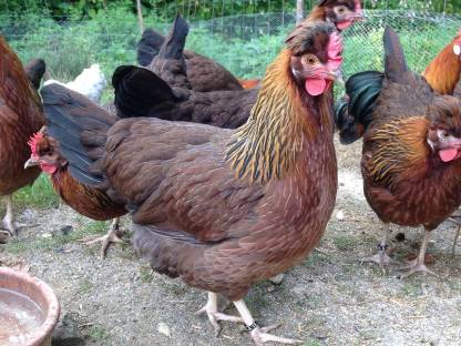 Bild 4:Altsteirer Hühner