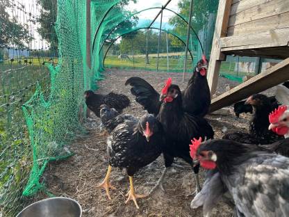 Bild 2:Barnevelder Junghähne