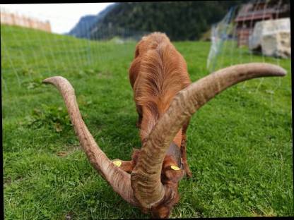 Bild 4:Aosta Böcke