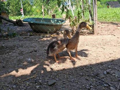 Bild 4:Junge Laufenten