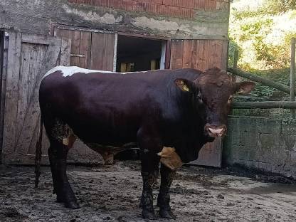 Verkaufe hornlosen Pinzgauer Zuchtstier