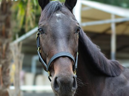 Bild 4:Traumhaftes Nachwuchspferd mit liebenswertem Charakter