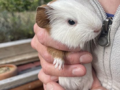 Bild 4:Meerschweinchen