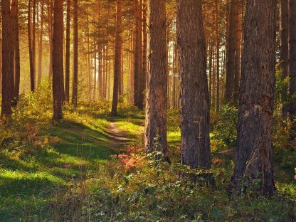 Waldverkauf