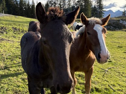 Bild 5:Mohrenkopf Hengstfohlen