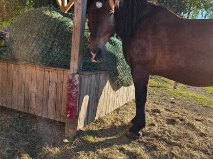 Bild 6:Norikerpärchen