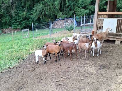 Bild 2:Kamerunschafe