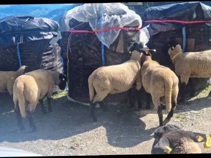 Bild 3:3 Suffolk Jungwidder