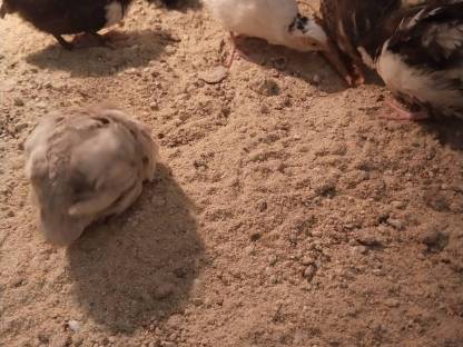 Bild 7:Legewachtel Speiseeier, Bruteier, Wachteln