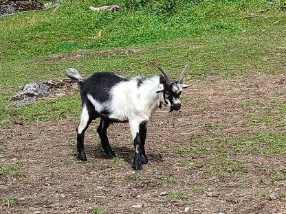 Bild 2:Bockkitze 2025