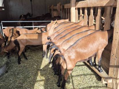 Bild 2:HB Gämsfarbige Gebirgsziegenkitze