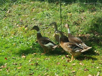 Laufenten, gute Schneckenjäger