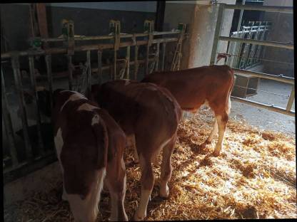 Bild 2:Fleckvieh Stierkälber