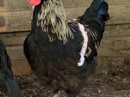 Bild 3:Reinrassige Olivleger-Hähne