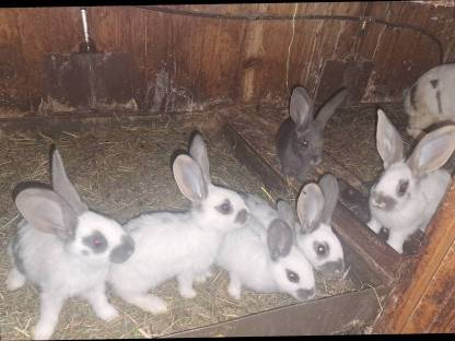 Bild 2:Hasen, Fleischhasen, Kaninchen