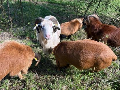 Bild 2:Kamerunschaf Böcke