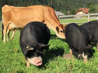 Bild 2:Berkshire-Jungsauen zu verkaufen