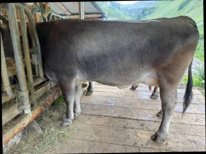 Bild 2:Tiroler Grauvieh Kuh Bio