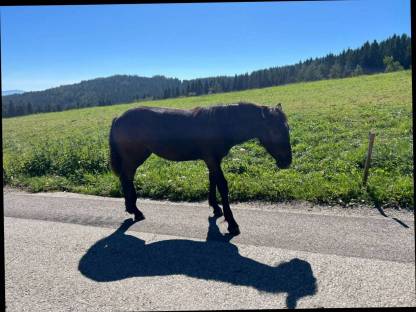 Bild 4:Norikerstutfohlen