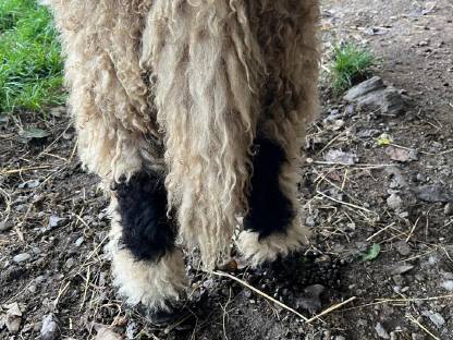 Bild 4:Walliser Schwarznasen Widder