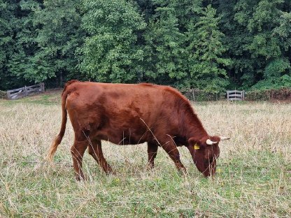 Bild 2:Dexter Rinder