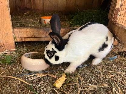 Bild 4:Deutsche Riesenschecken, Mischlingshasen