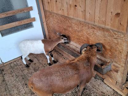 Bild 6:Kamerunschafe