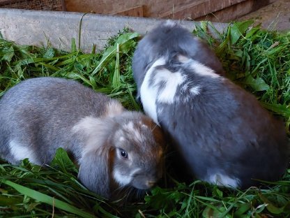 Große Widderkaninchen Häsin