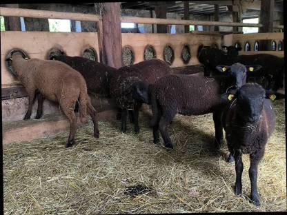 Bild 4:Juraschafe Bio-Zuchtlämmer