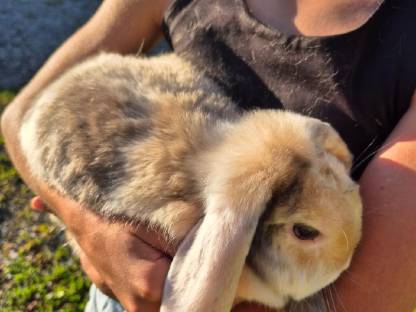 Bild 2:Häsin sucht partner