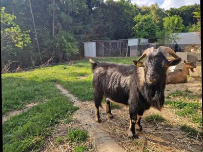 Bild 3:Mini Zwergziegen Zuchtbock