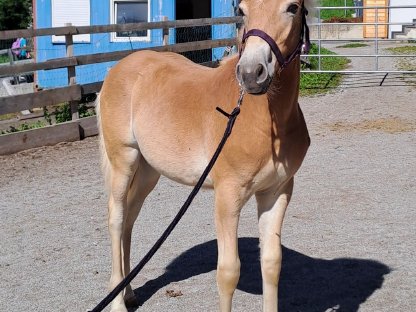 Haflinger Stutfohlen