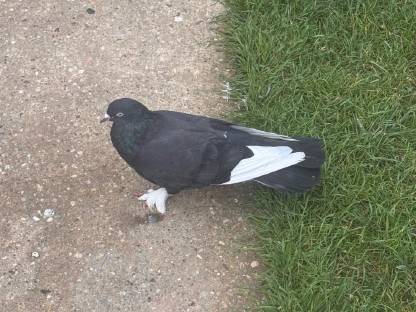 Bild 2:Mazedonische Dunek