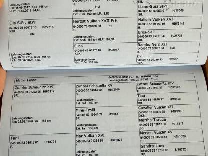 Bild 2:Noriker Stute, 1,5 Jahre