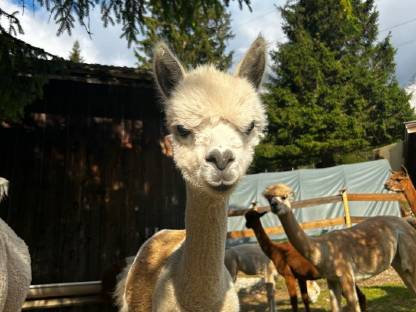 Bild 2:Alpaka Junghengst Leonardo