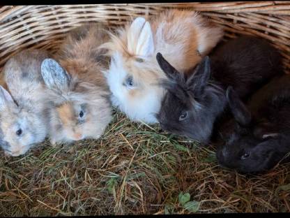 Bild 5:Liebe süße Löwenkopf-Zwergkaninchen