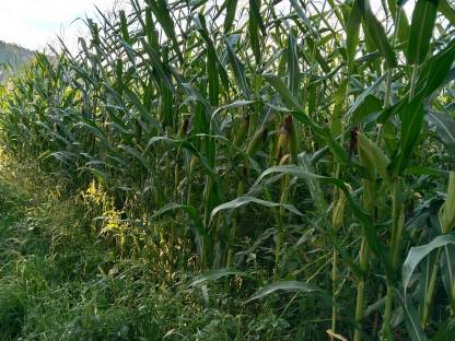 Bild 7:Bio-Silo-Mais 2,5 ha
