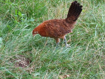 Bild 8:Friesenhuhn gold-schwarzgeflockt