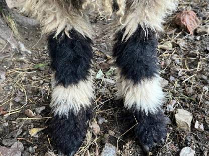 Bild 3:Walliser Schwarznasen Widder