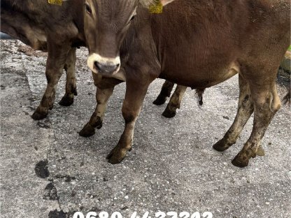 Verkaufe 2 Stiere zum Weitermästen
