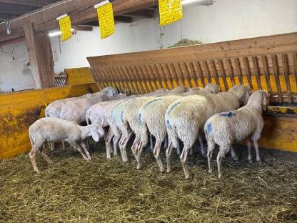 Bild 2:Tiroler Bergschafe