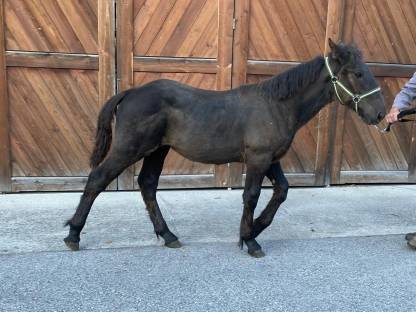 Bild 4:Noriker Hengstfohlen Rappe